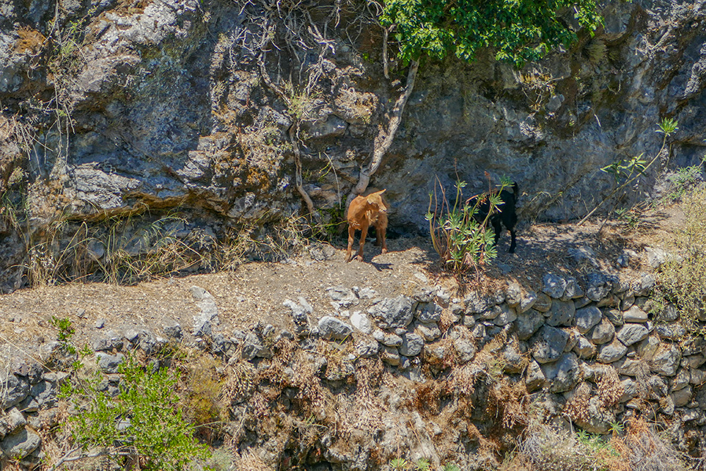 . / 11-owce.jpg 11-owce.jpg