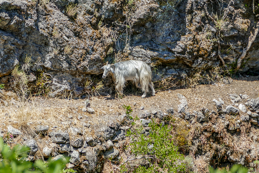 . / 11-owce-kozy.jpg 11-owce-kozy.jpg