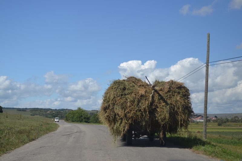 DSC_0361 (Kopiowanie).JPG