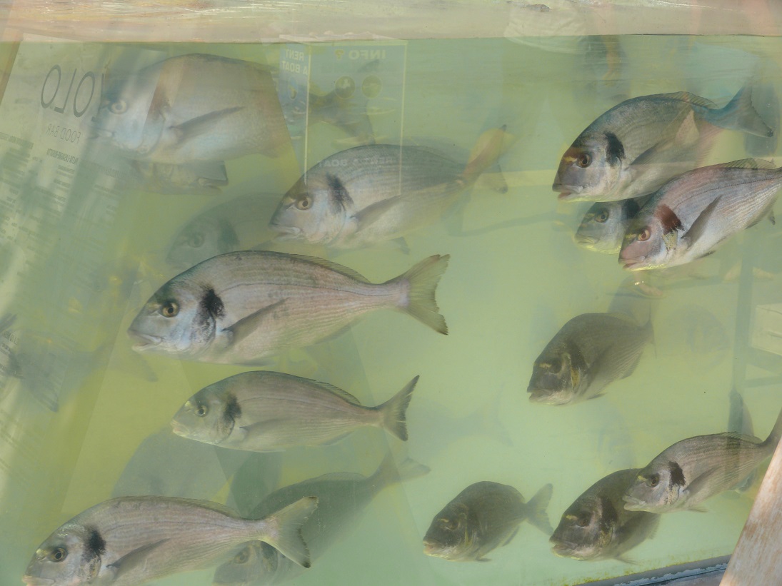 fischpiknik croatia 370.JPG