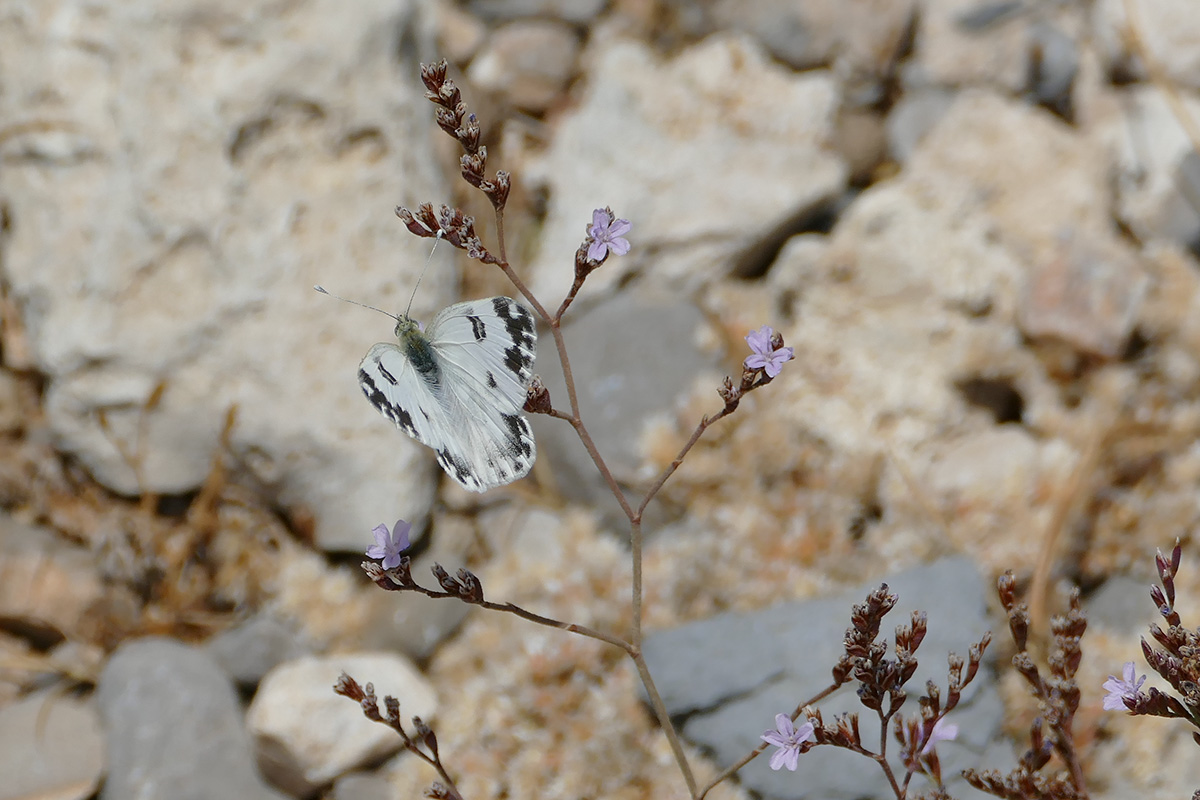 motyl-cz.jpg