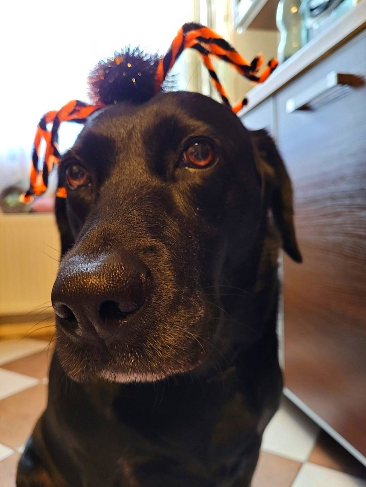 Tina i przygotowania do Halloween.jpg