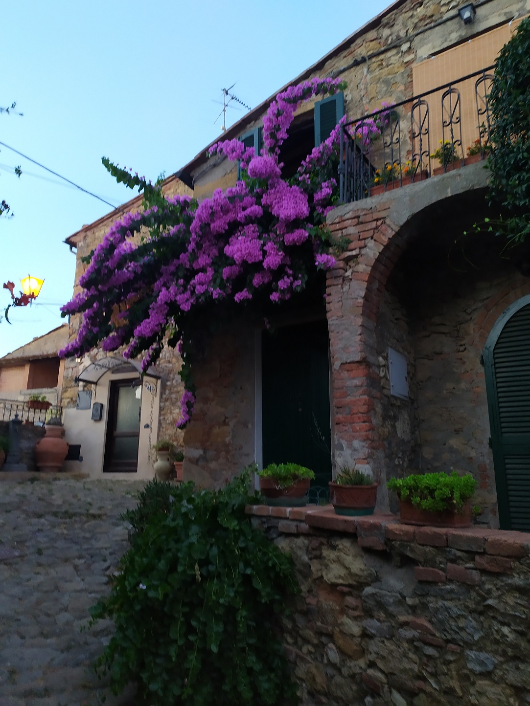 Spacery po Montescudaio / IMG_20220725_205603.jpg IMG_20220725_205603.jpg