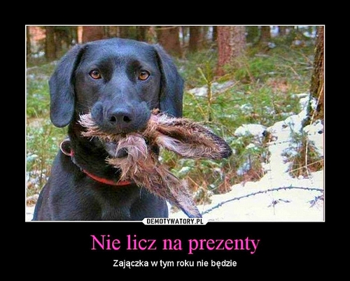 Zajączka nie będzie.jpg