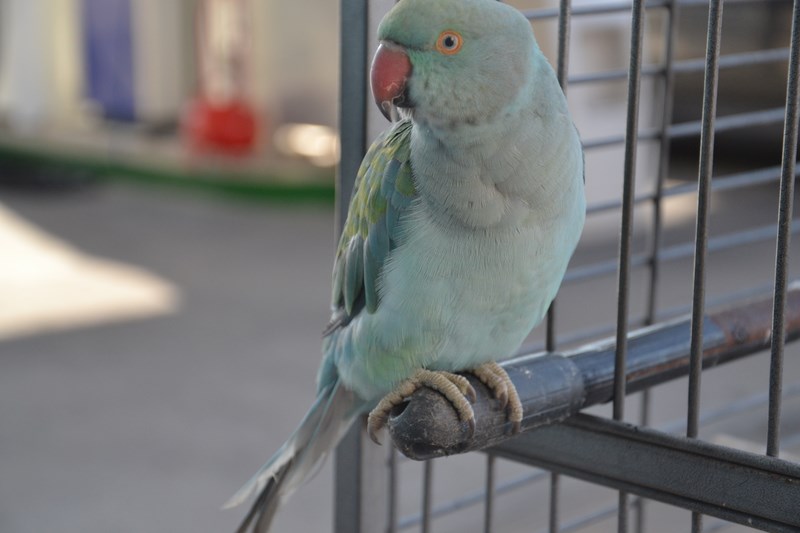 DSC_0152 (Kopiowanie).JPG