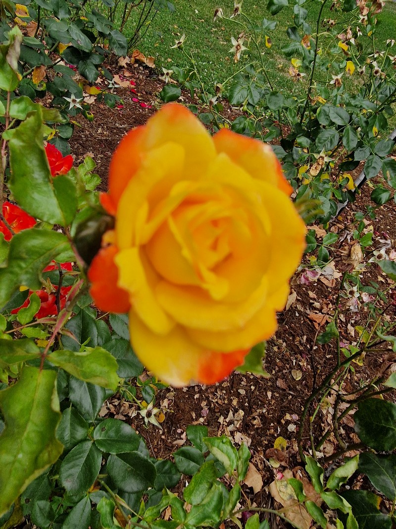 20230705_103004 (Kopiowanie).jpg