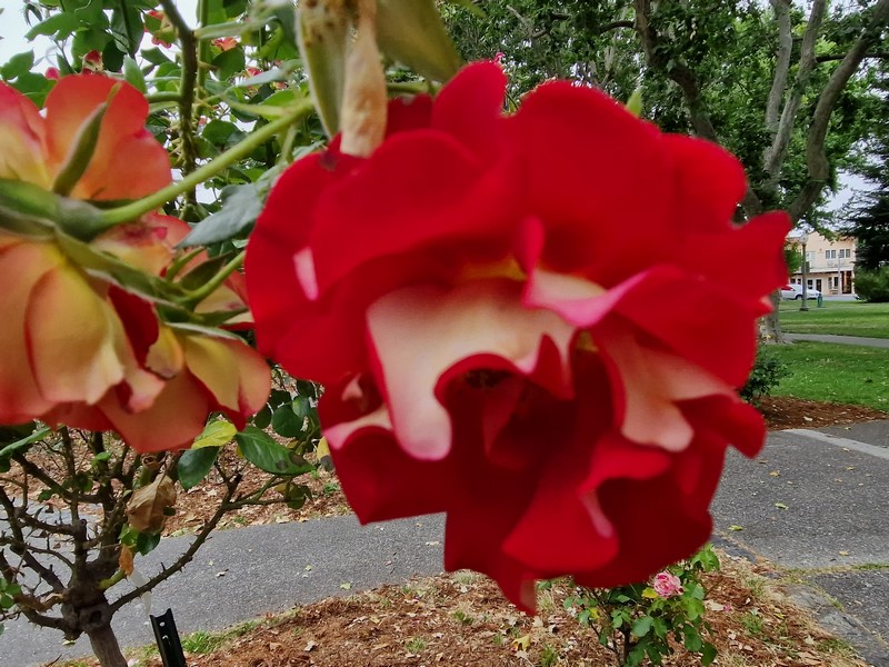 20230705_103016 (Kopiowanie).jpg