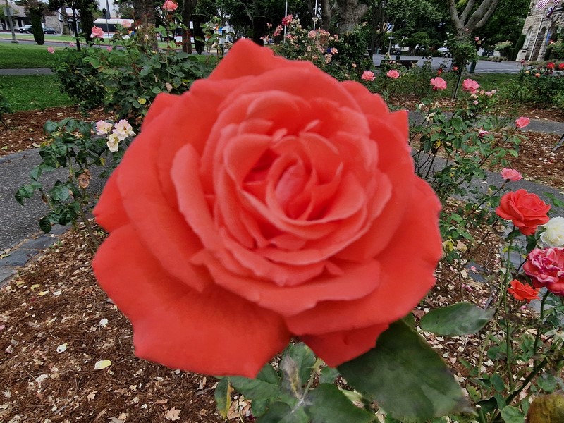 20230705_103104 (Kopiowanie).jpg