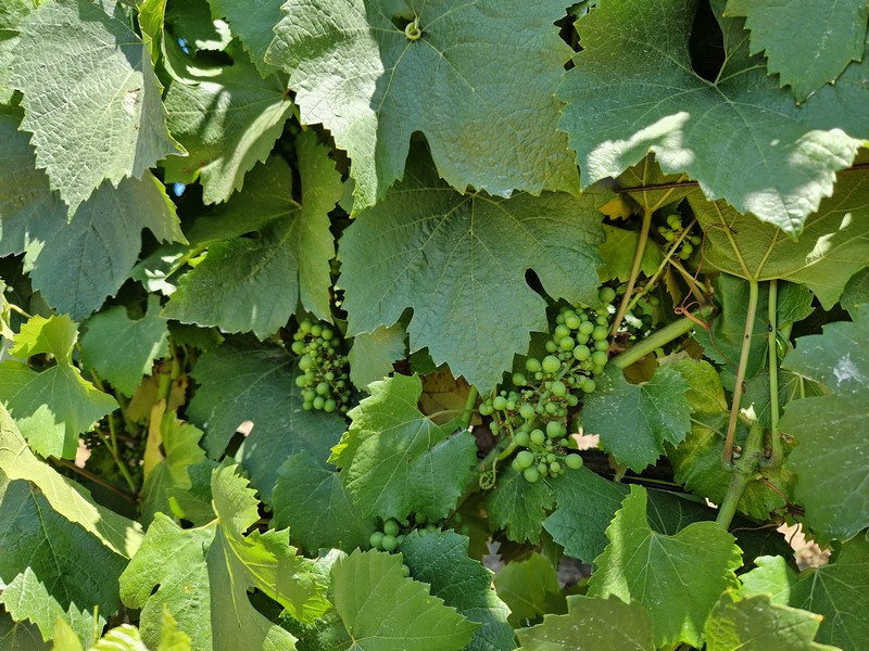 20230706_122612 (Kopiowanie).jpg