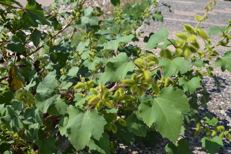 DSC_0956 (Kopiowanie).JPG