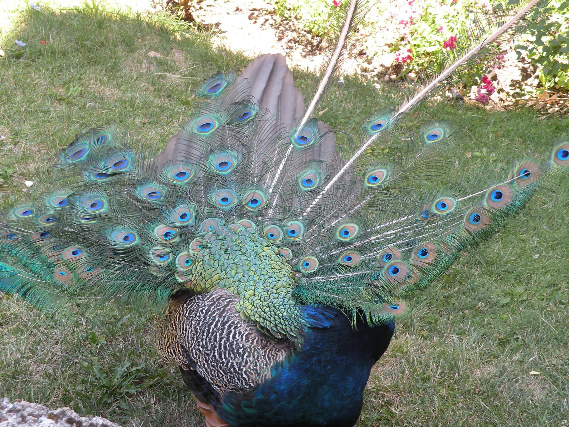 DSCN0084 (Copy) (2).JPG