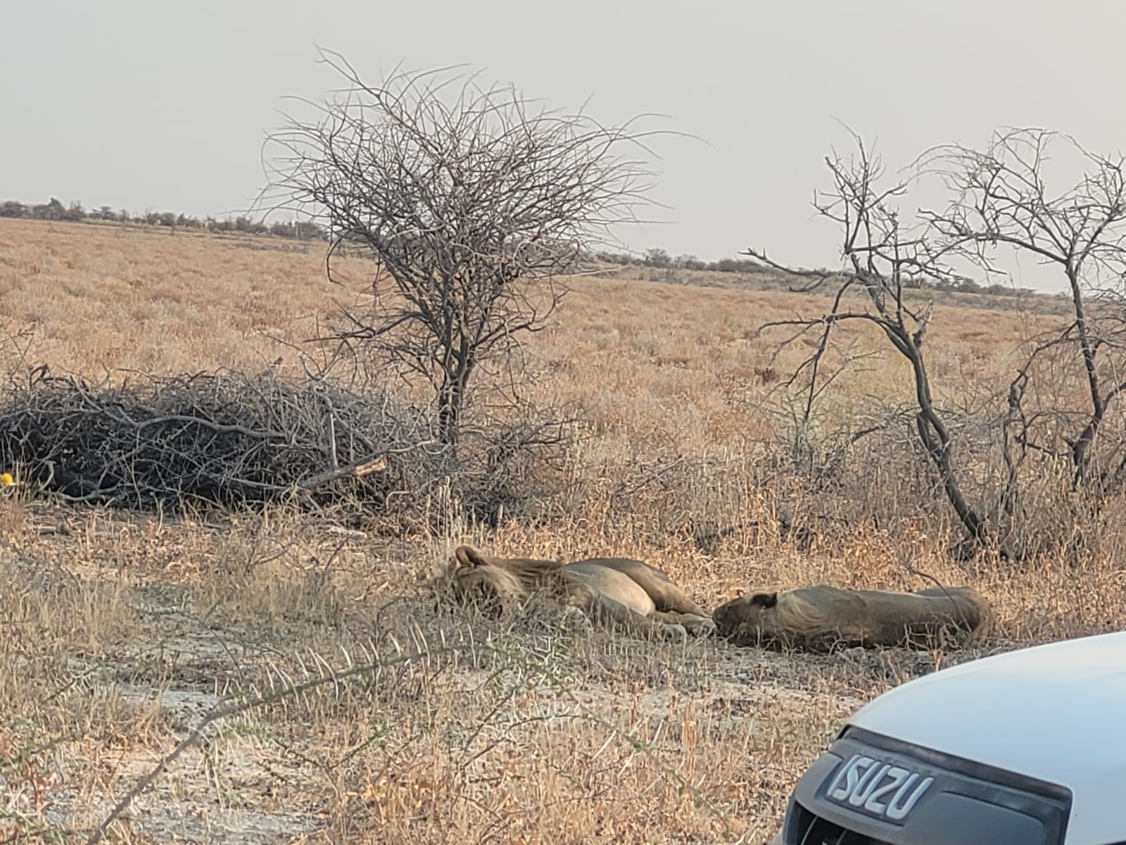 Zdjęcie WhatsApp 2023-08-26 o 17.52.38_c7ce31fc.jpg