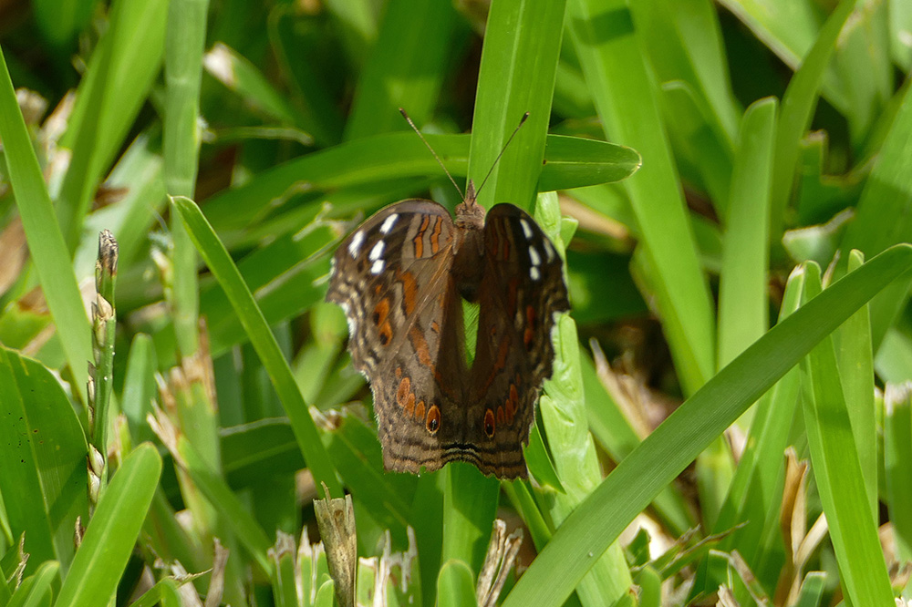 Junonia natalica.jpg