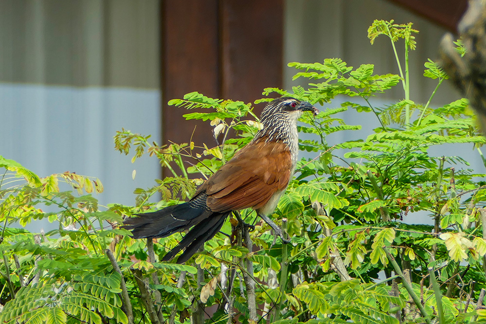 Kukał białobrewy.jpg