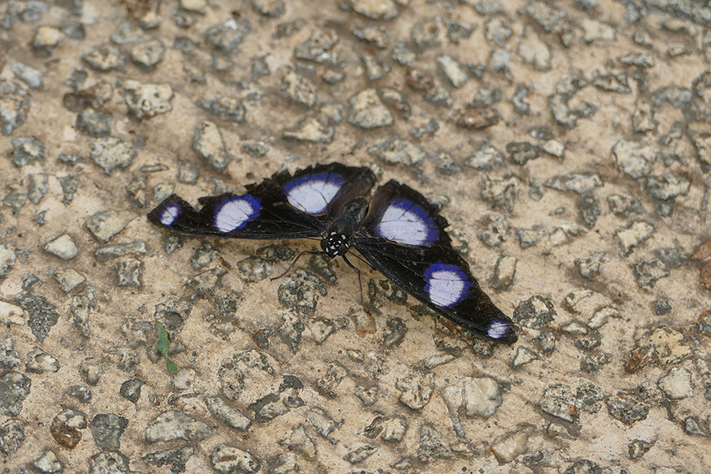 Danaid Eggfly.jpg