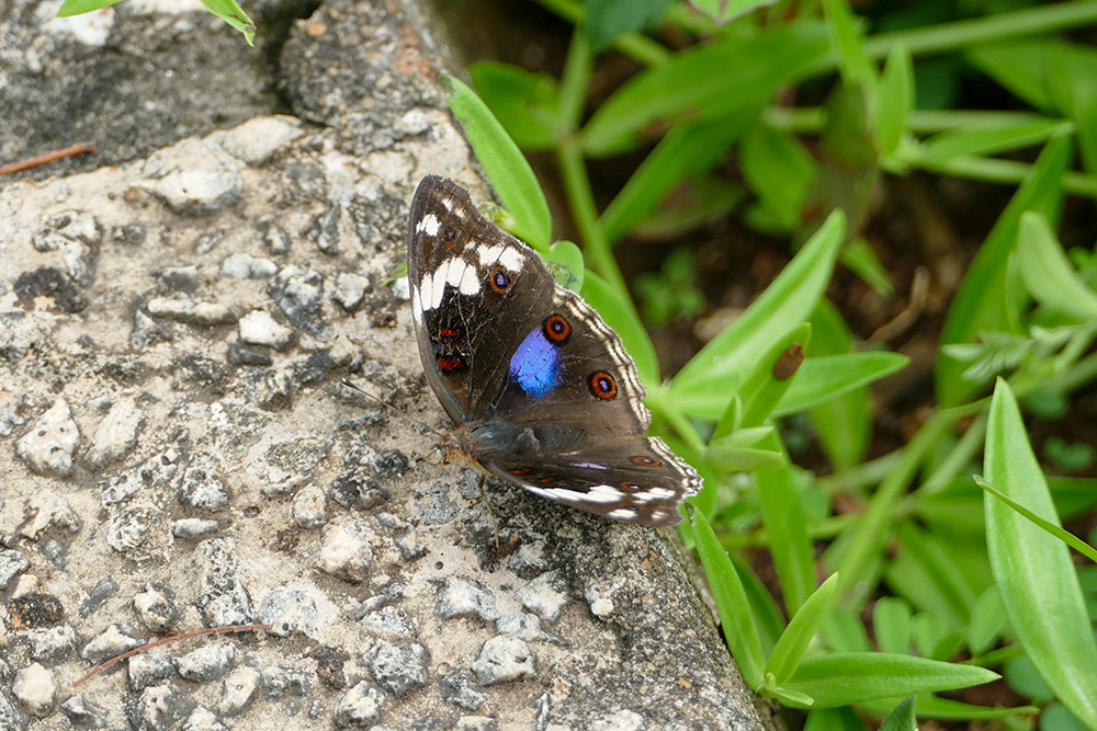 Junonia oenone.jpg