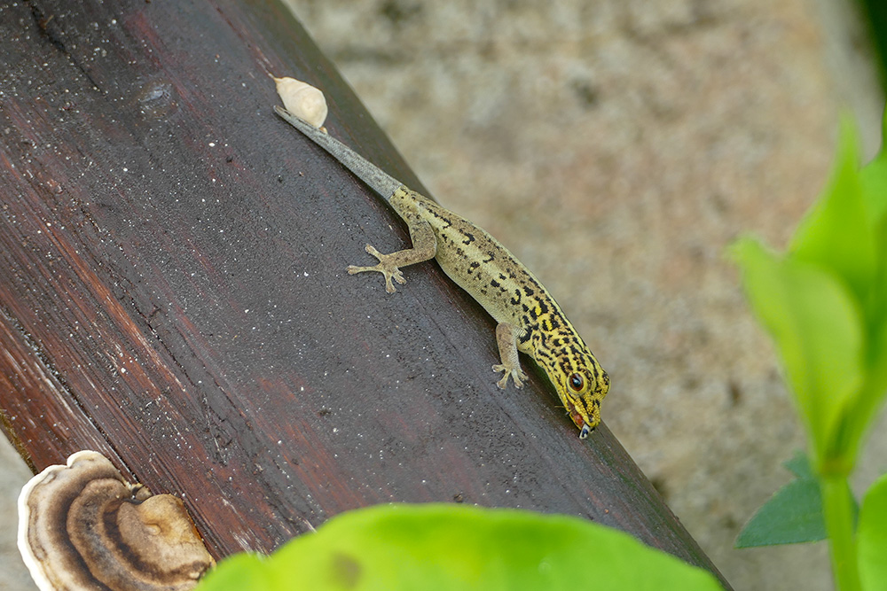 Yellow-headed Dwarf Gecko.jpg