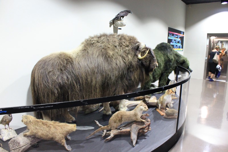 IMG_7087 (Kopiowanie).JPG