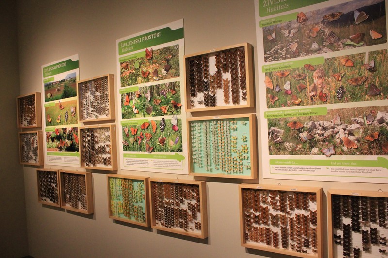 IMG_7102 (Kopiowanie).JPG