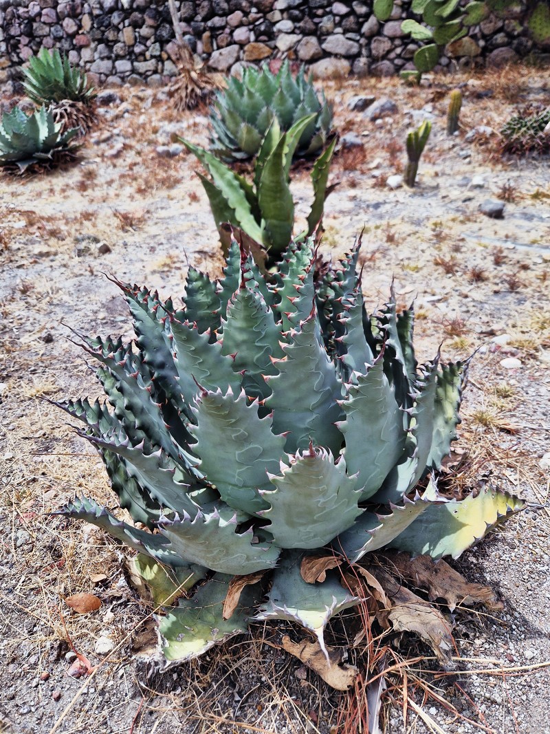 20250322_131406 (Kopiowanie).jpg