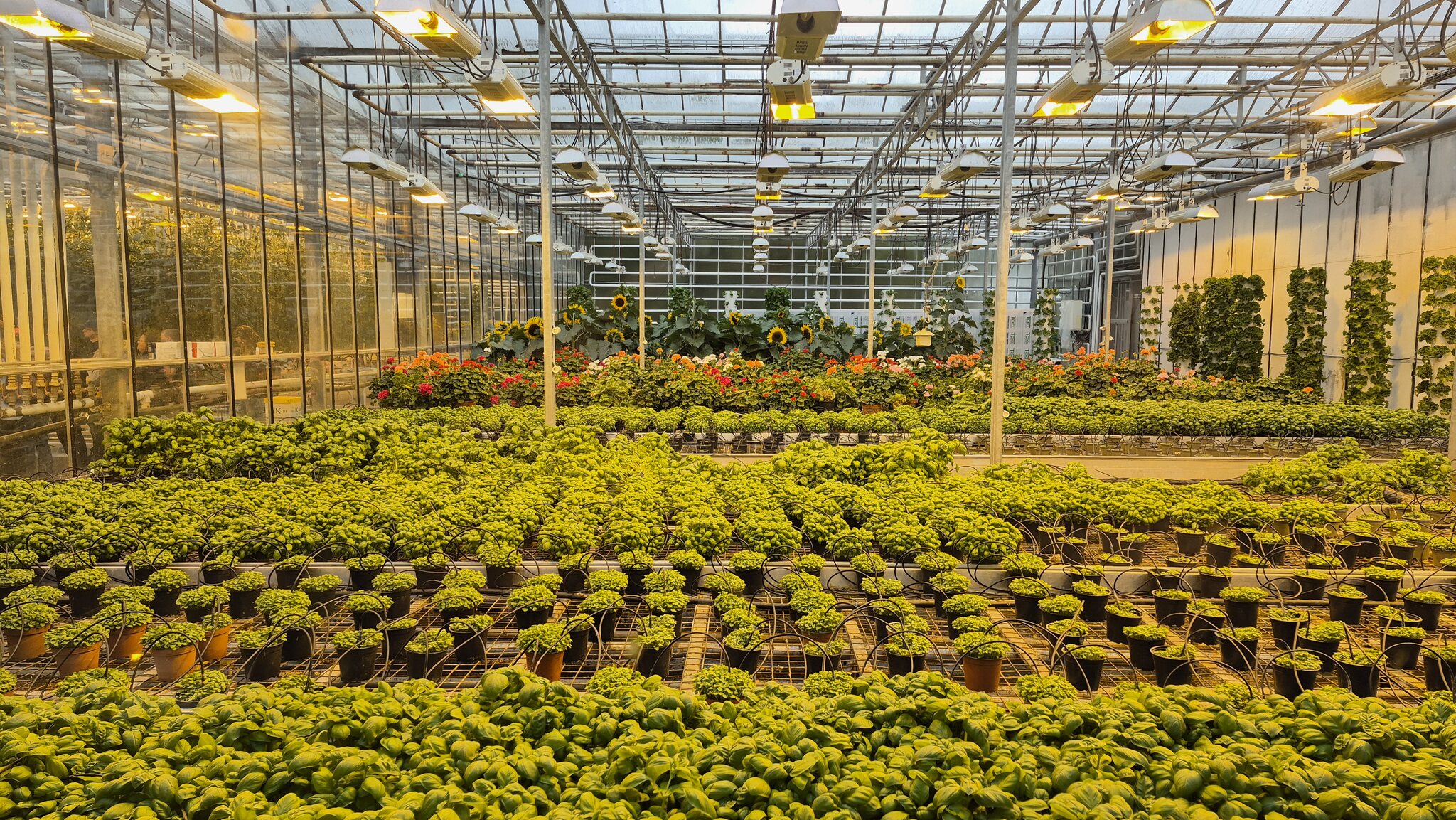 Zioła / 20250608_162435_Easy-Resize.com.jpg 20250608_162435_Easy-Resize.com.jpg