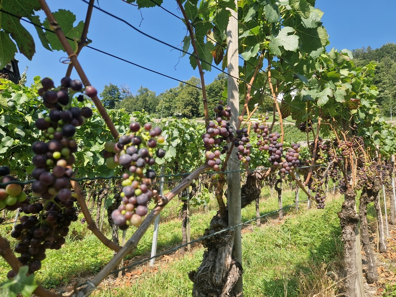 20250812_163105 (Kopiowanie).jpg