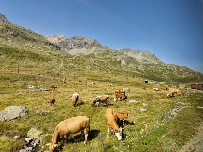 20250813_104831 (Kopiowanie).jpg