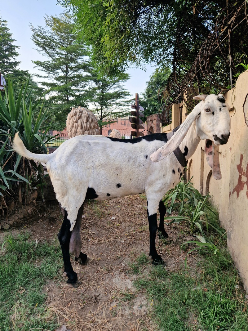 20250922_173341 (Kopiowanie).jpg