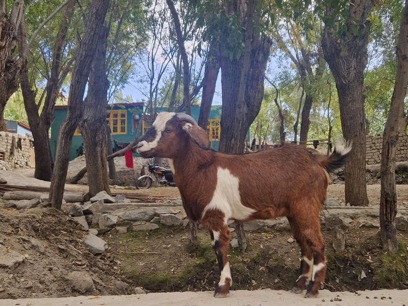 20250924_145604 (Kopiowanie).jpg