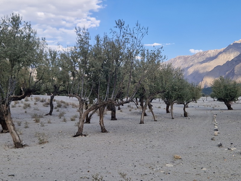 20250924_162204 (Kopiowanie).jpg