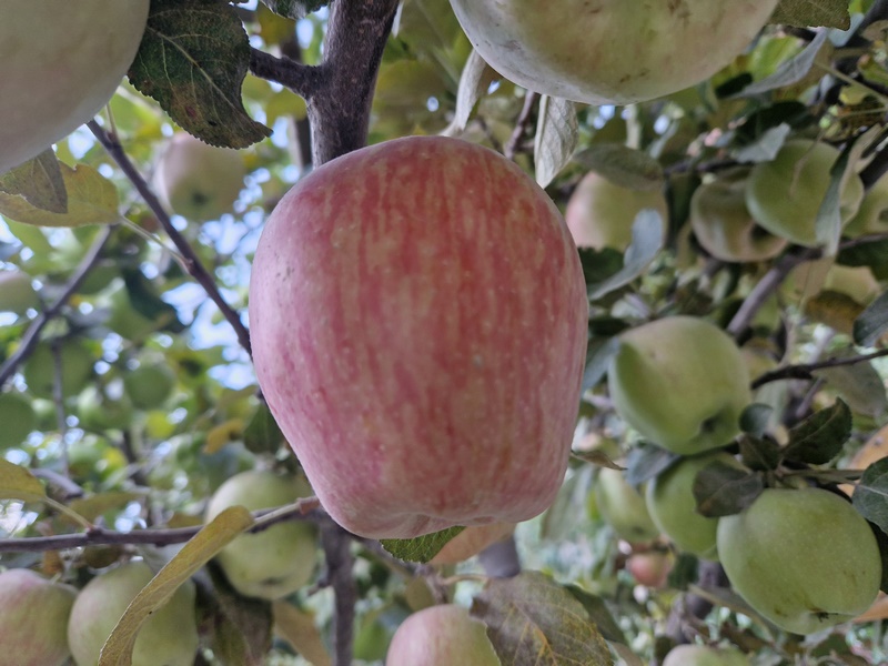 20250925_075548 (Kopiowanie).jpg