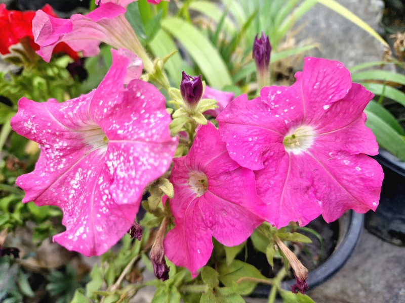 20250927_075729 (Kopiowanie).jpg