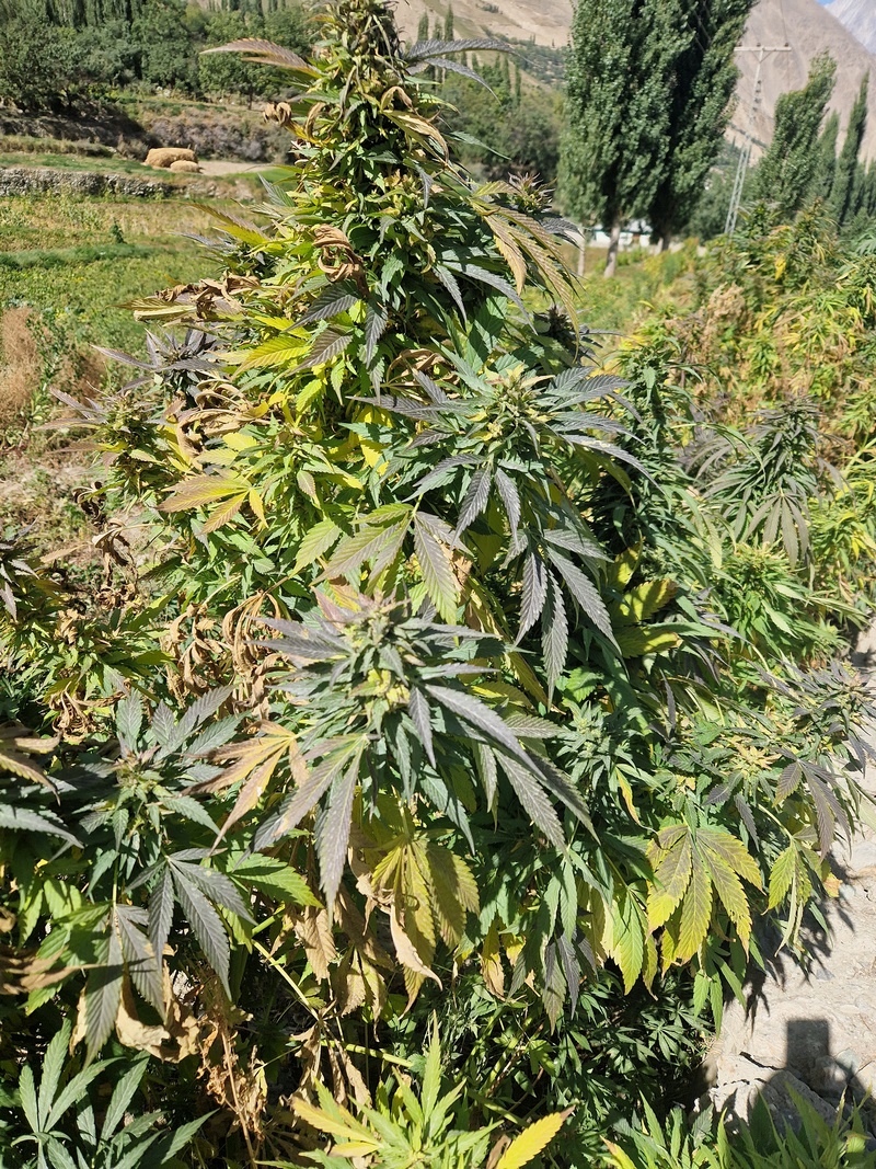 20250928_110944 (Kopiowanie).jpg