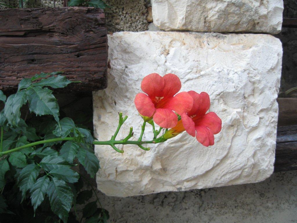 Chorwacja 2008 251.jpg