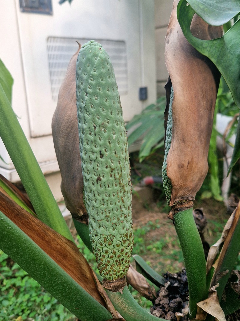 20250930_164616 (Kopiowanie).jpg