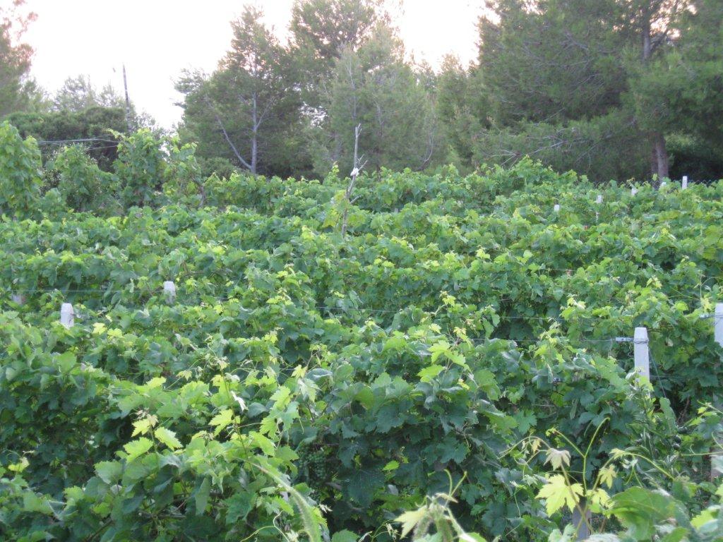 Chorwacja 2008 336.jpg