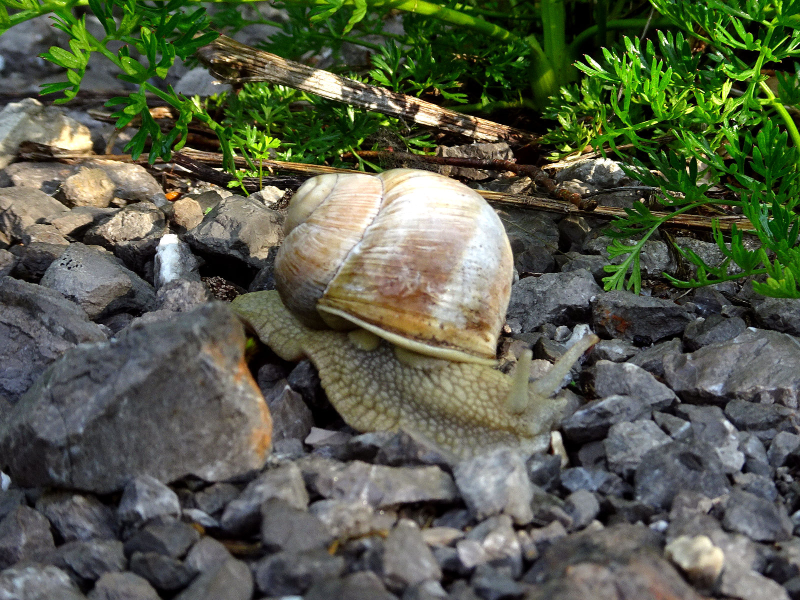 DSC01049.JPG