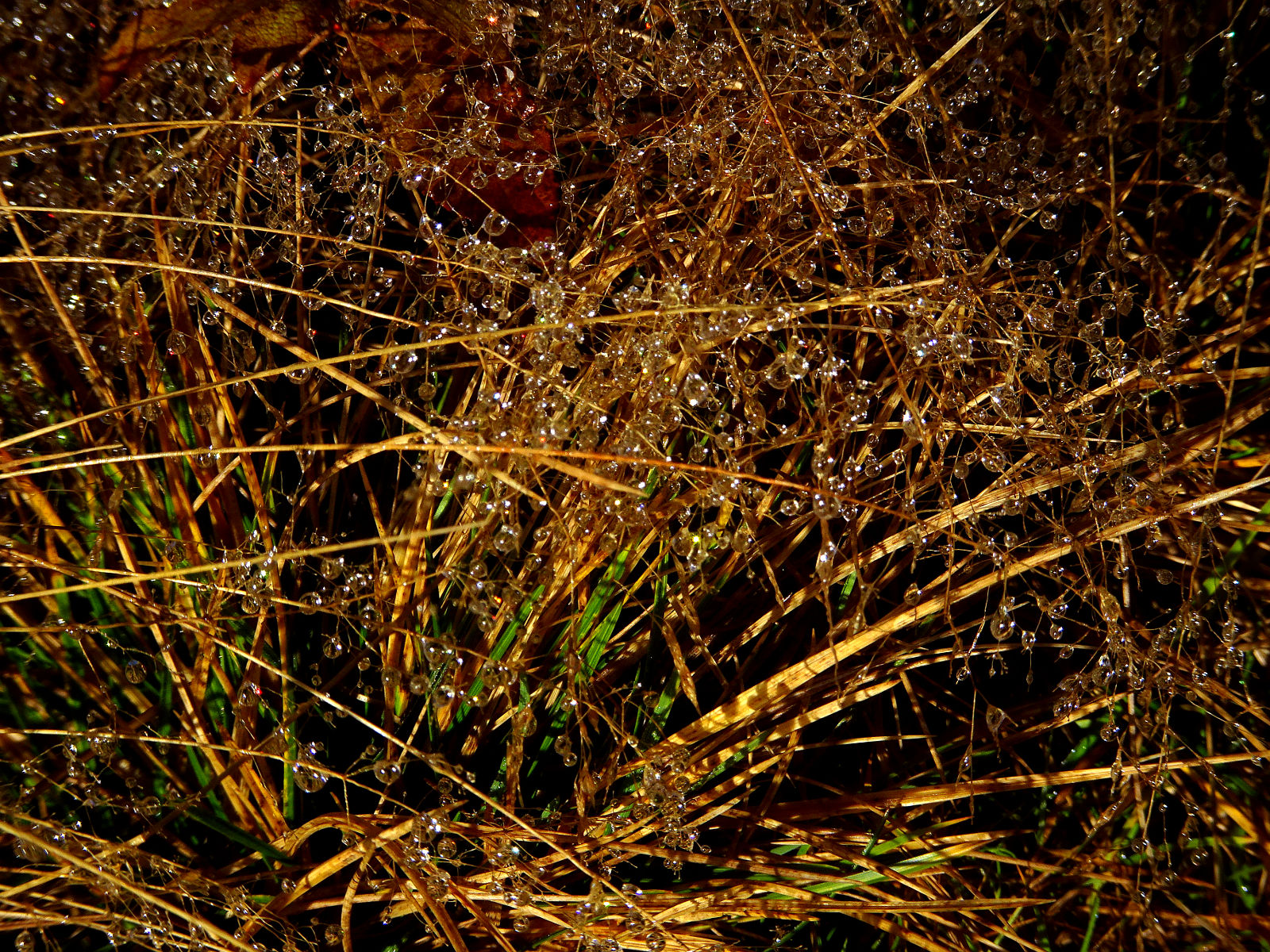DSC00986.JPG