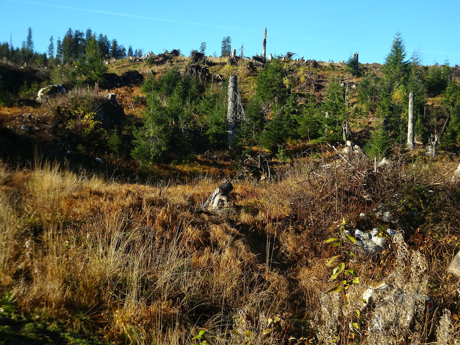 DSC00990.JPG