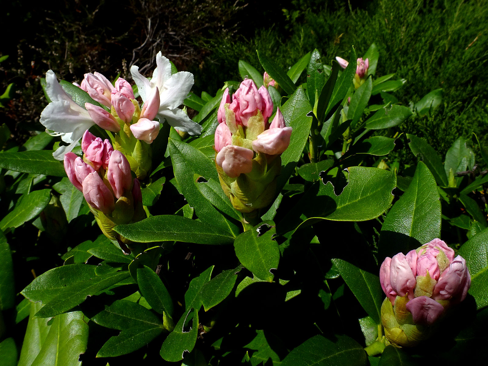 DSC02351.JPG