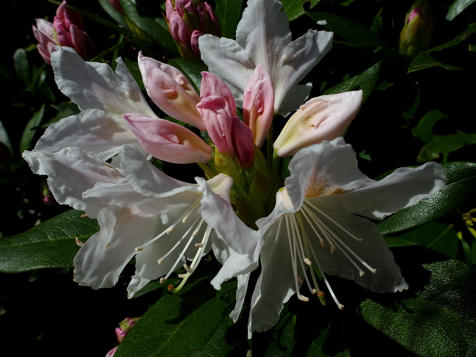 DSC02352.JPG