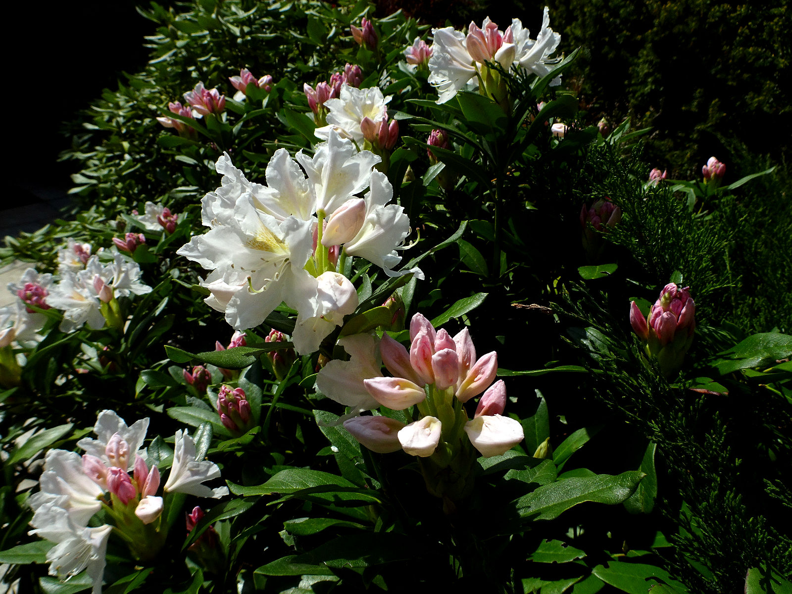 DSC02353.JPG