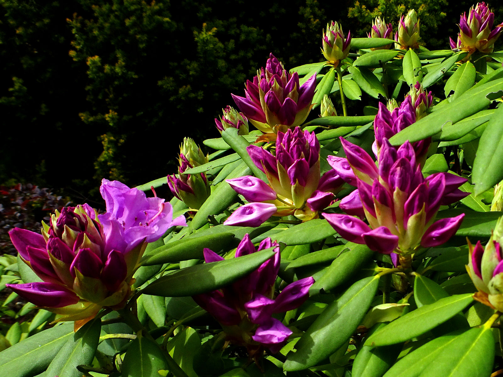 DSC02782.JPG