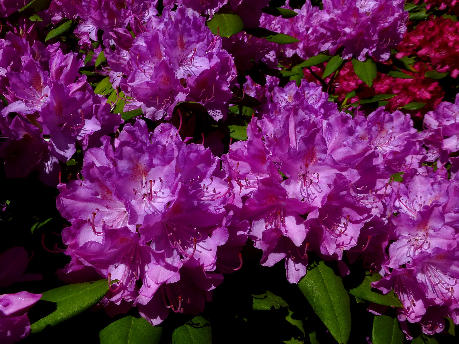 P1000230.JPG