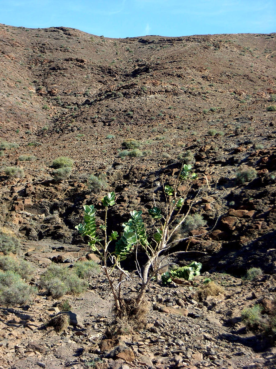 P25G0824.JPG