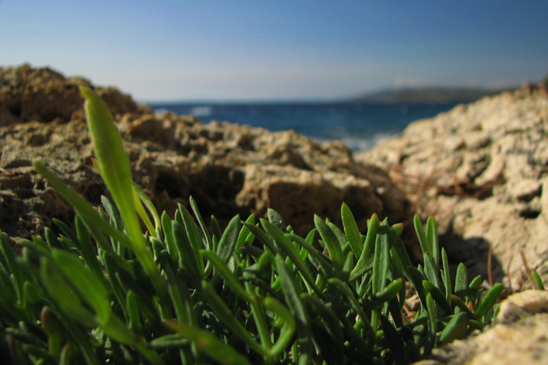 życie na skałach1.jpg