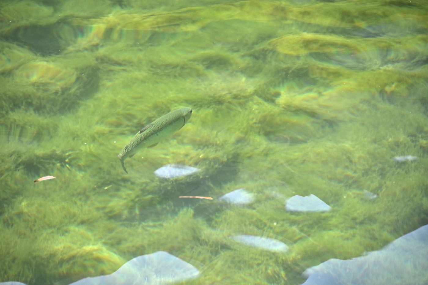 DSC_0538_00306.jpg