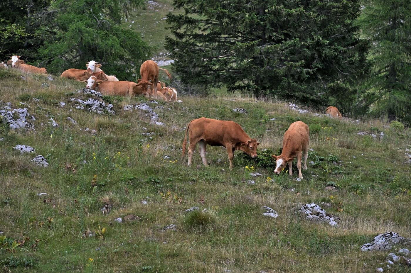 DSC_0632_00394.jpg