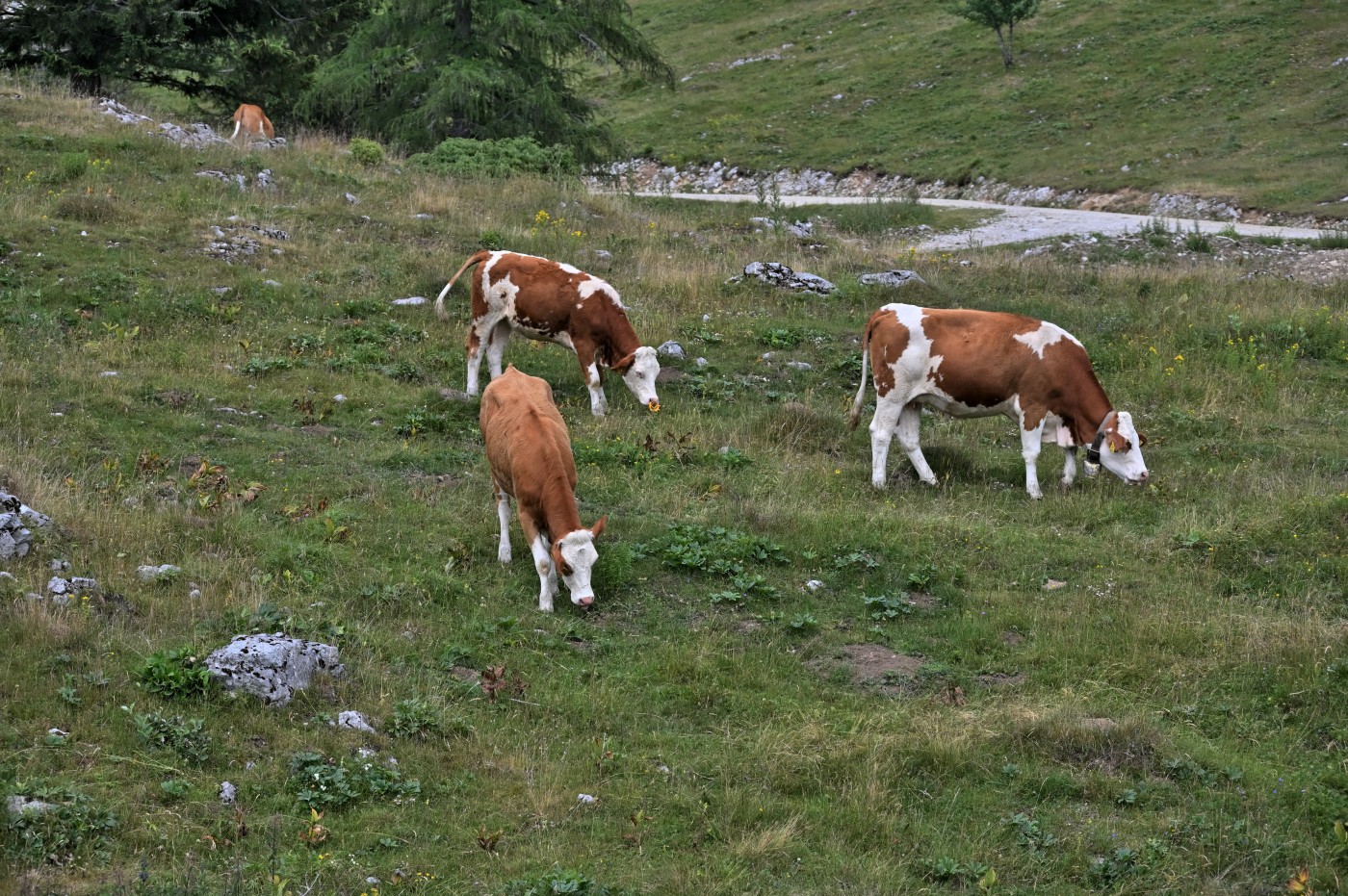 DSC_0633_00395.jpg