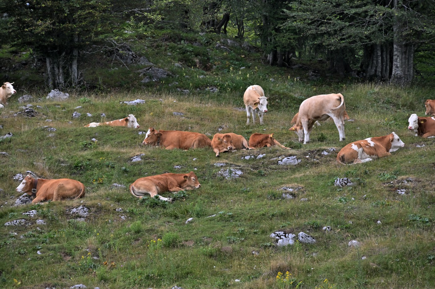 DSC_0634_00396.jpg